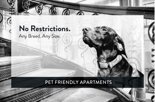 1797 Stillwater Pet Friend, No Weight or Breed Restrictions