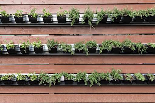 A row of potted plants on a shelf.