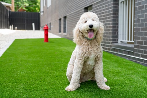 Here is a picture of a puppy playing  at Grand Flats, St. Louis, 63104