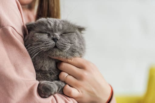Cat Friendly at Vue at Bluestone, Duluth, Minnesota