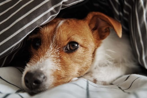 Dog laying down comfortably indoors in a pet-friendly community, showcasing a cozy and welcoming environment for pets.
