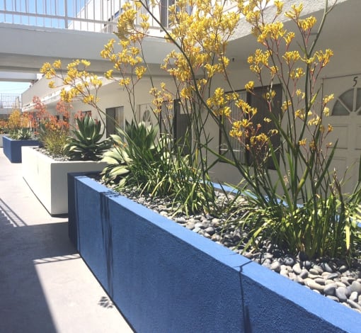 Beautiful Yellow and Orange Kangaroo Paw Plants in white and blue planters