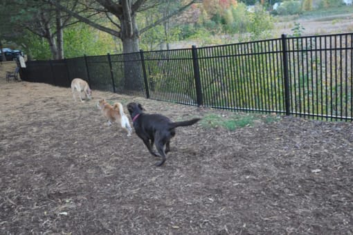 Pets Safe Community at Stonefarm Apartments, New Hampshire