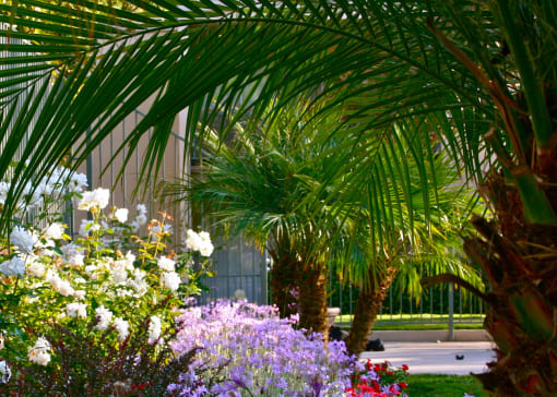 Biltmore landscape picture showing dwarf palms and flowers through out the property.