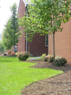 A tree in front of a red brick building.