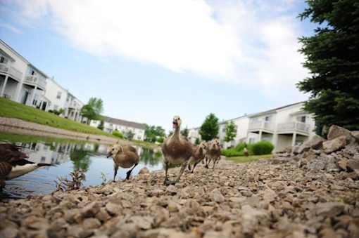 A group of geese are walking along a rocky shore.