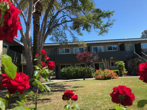 Midtown Apartments 2727 Midtown Court Palo Alto, CA 94303
