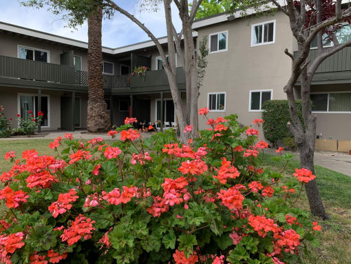 Midtown Apartments 2727 Midtown Court Palo Alto, CA 94303