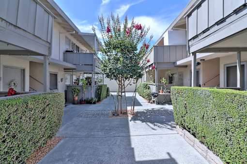 A tree with red flowers is in the middle of a courtyard between two buildings.
