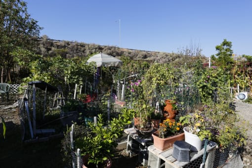 Community Garden at CANYON COUNTRY SENIOR, California, 91387