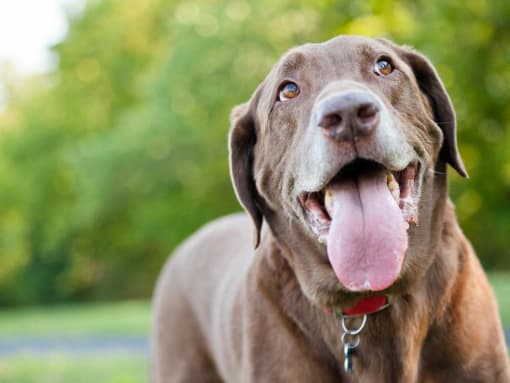 Pet friendly community welcoming dogs at The Brook At Columbia Apartments, Maryland
