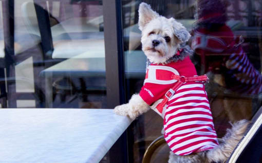 Pet friendly at The Brody, Maryland, 20814