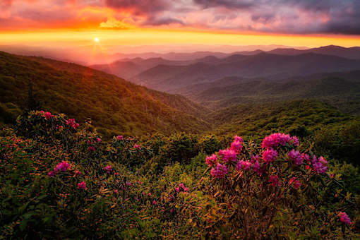 a sunset over a mountain range with pink rhododendrons in the foreground