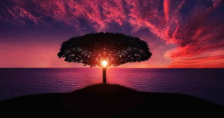 a tree with a light in the middle of the ocean