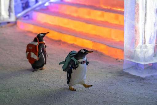 Two penguins are walking on a snowy surface.