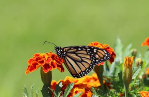 a butterfly sitting on top of a bunch of orange flowers