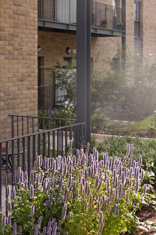 purple flowers in a garden in front of a building