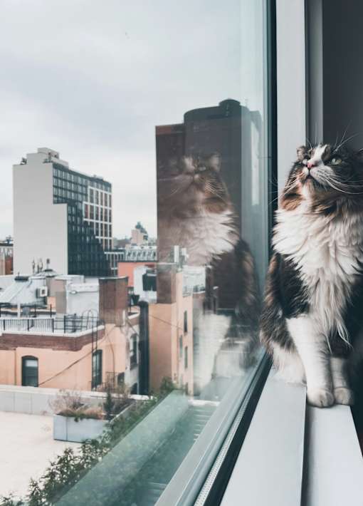 two cats looking out a window at the city