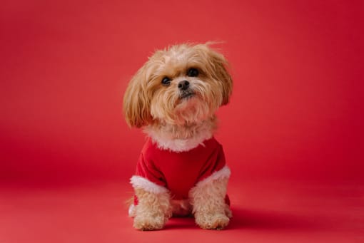 a small dog wearing a red shirt on a red background