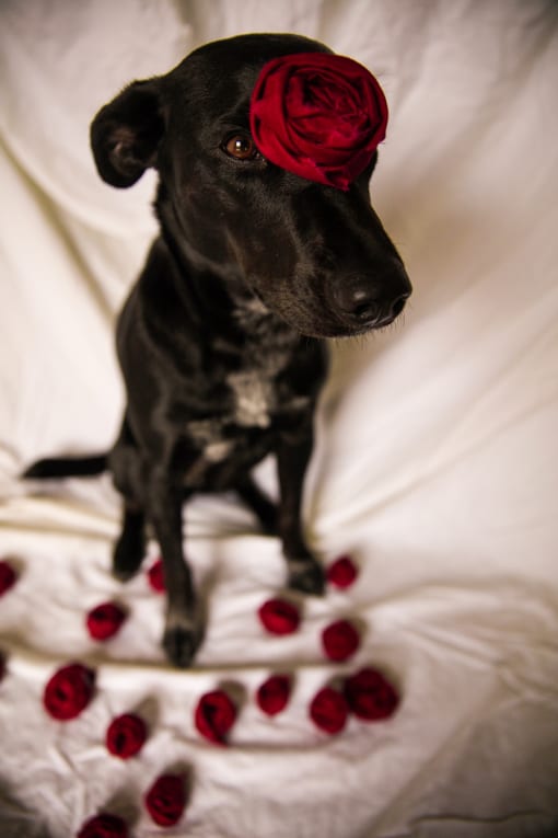 a black dog with a red rose on its head