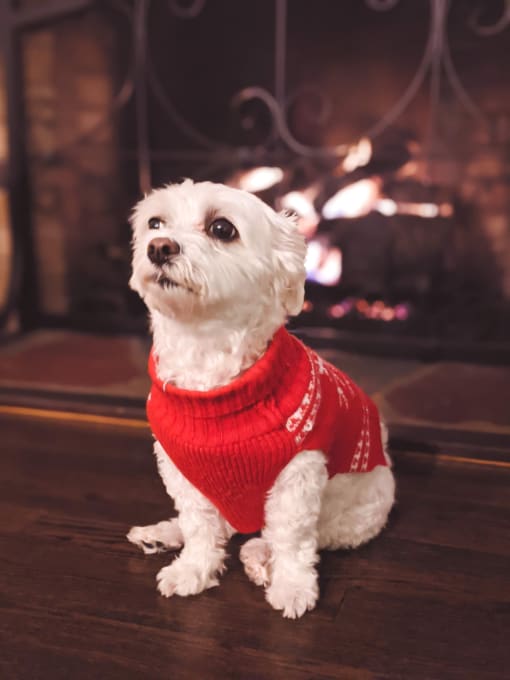 a white dog wearing a red sweater in front of a fireplace