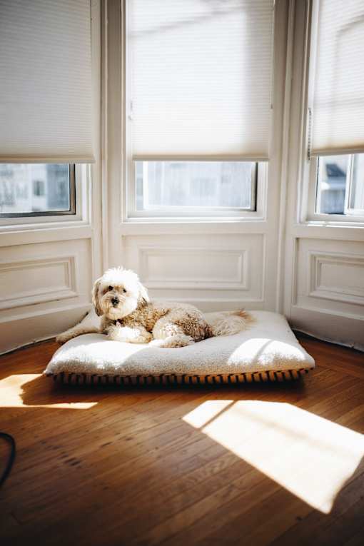 a dog laying on a dog bed in front of a window
