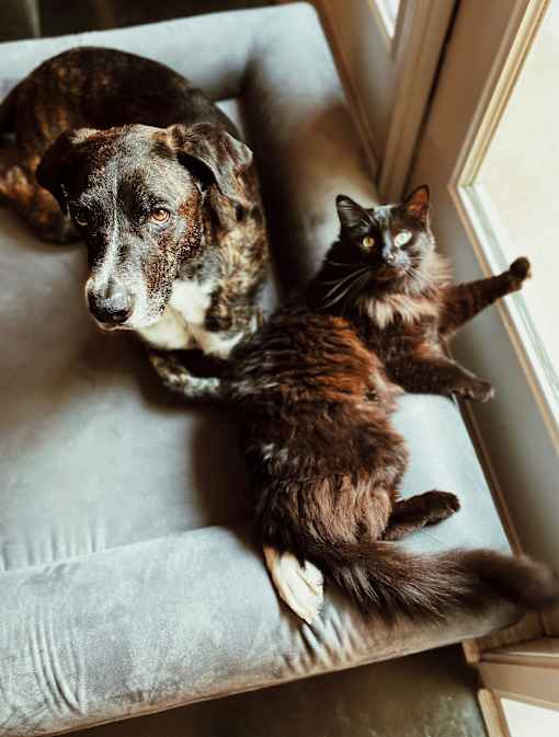 a dog and a cat sitting on a window sill