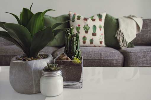 A cactus sits on a table in front of a couch.