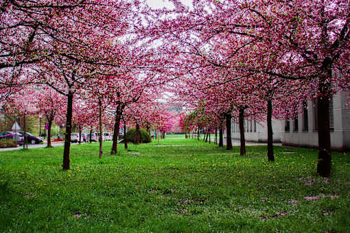 A tree-lined path with pink blossoms.
