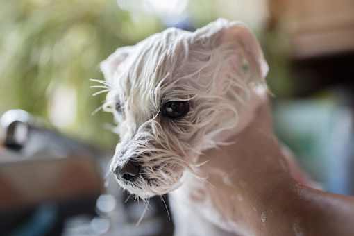 Dog Wash at Slate Yard Apartments, Salford