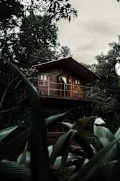 A wooden house is surrounded by green plants.