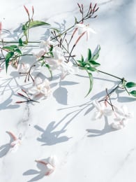 white flowers on a white marble background