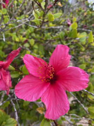 a close up of a pink flower