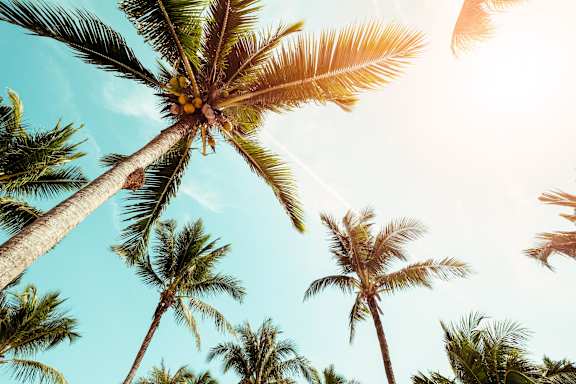 Palm trees swaying in the sunlight.