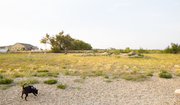 Fenced dog run area