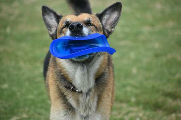 Ryder Ridge-Dog Park Stock Image