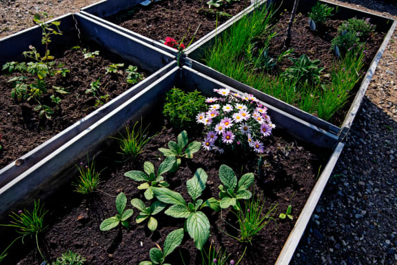 a garden with plants and flowers in a raised bed