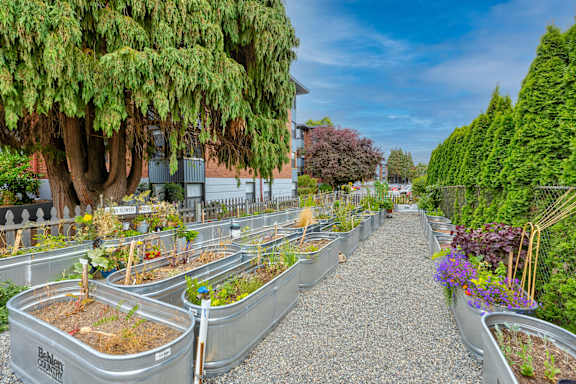 A garden with raised beds and a gravel path. at Lock Vista, Seattle, 98107