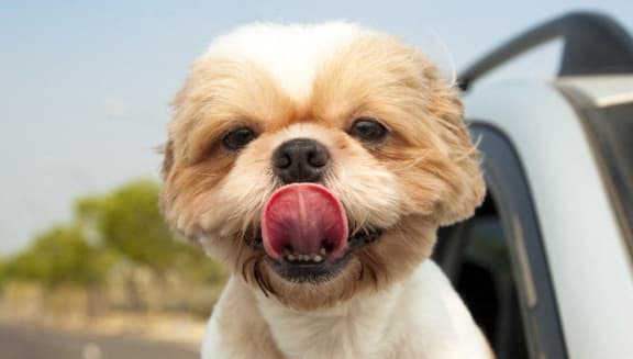 Cute dog
