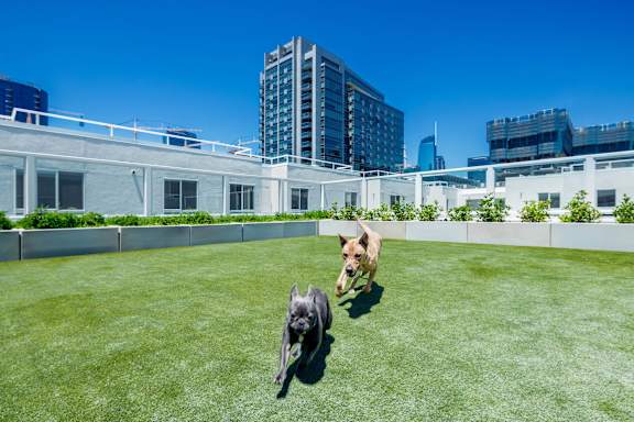 Dog park at G12, Los Angeles