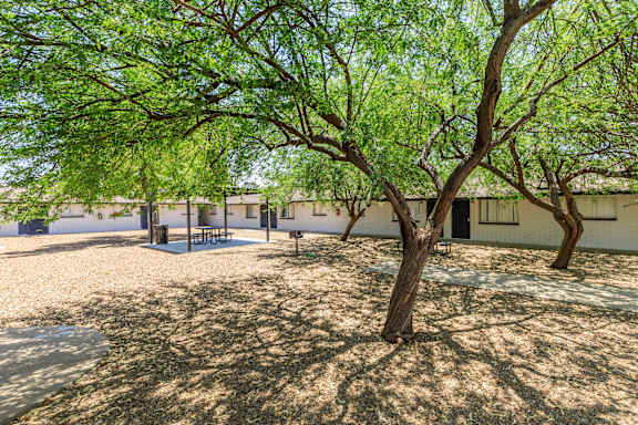 A tree in a courtyard with a building in the background.
