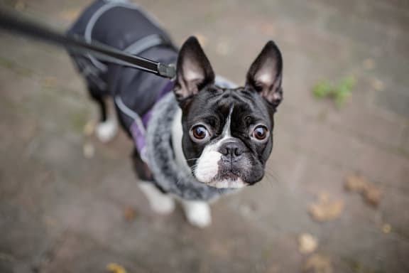a small black and white dog on a leash
