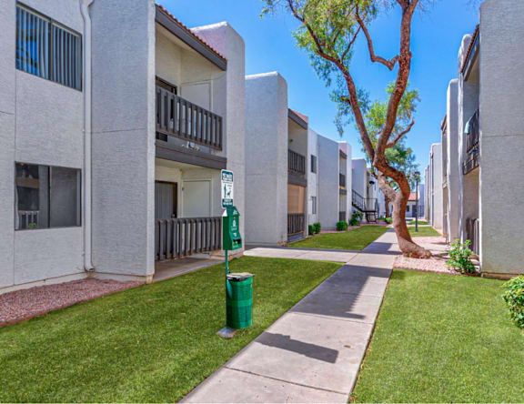 A tree in a courtyard of apartment buildings.