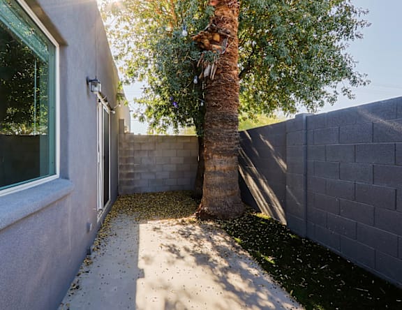 A tree growing out of a crack in a concrete wall.