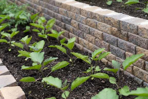 Garden with row of green plants at Pinewood Townhomes, Tucker, 30084