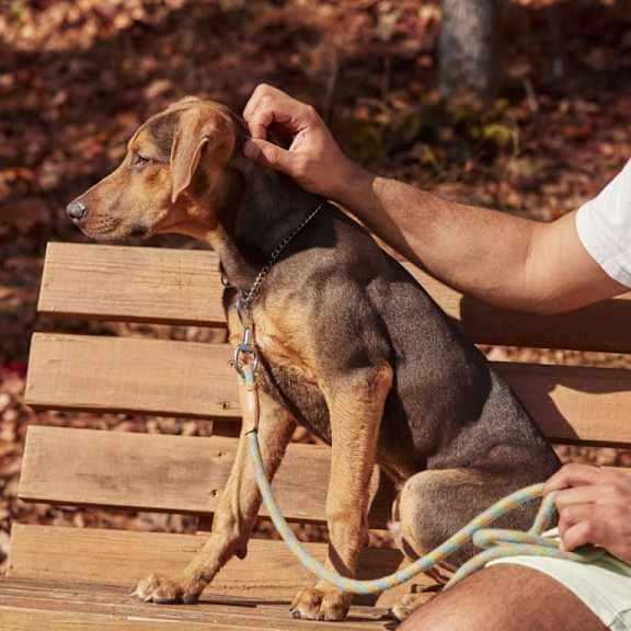 A man is petting a brown and black dog on a wooden bench at Folksong Apartments, Flowery Branch, 30542