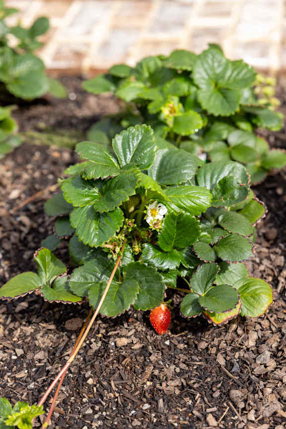 A strawberry plant with a single ripe strawberry growing on it.
