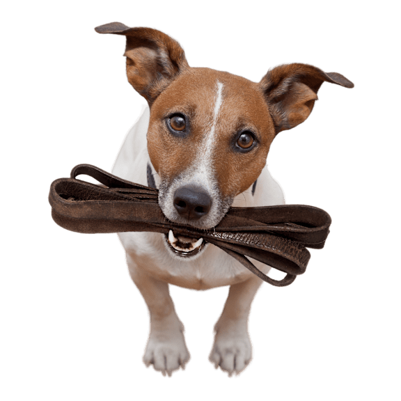 Cute Dog with Leash in Mouth at The Meadows at Westlake Village Apartments,Westlake Village