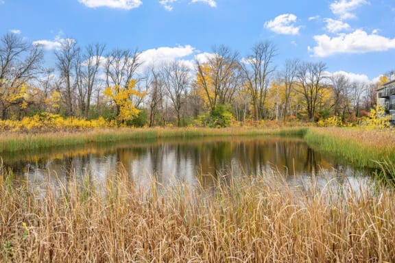 Community Pond