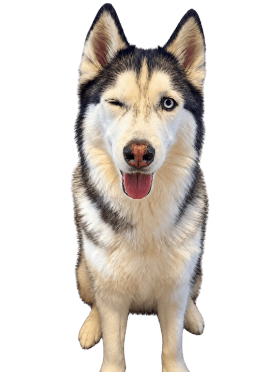 A black and white husky dog with its tongue out.
